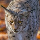 Luchs Eyes 