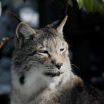 Luchs