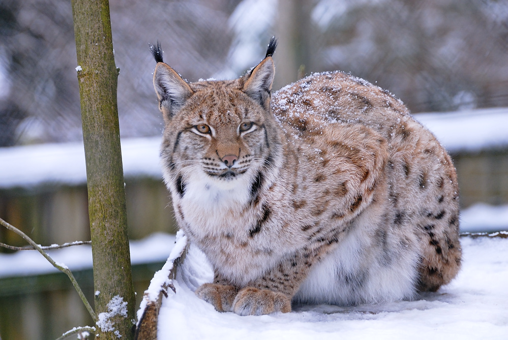 Luchs