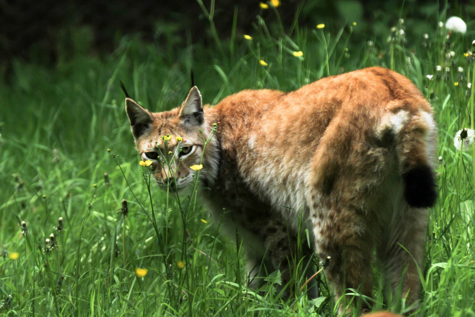 Luchs