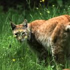 Luchs