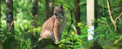 Luchs