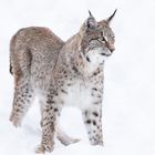 Luchs