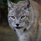 Luchs