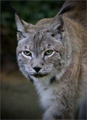 Luchs