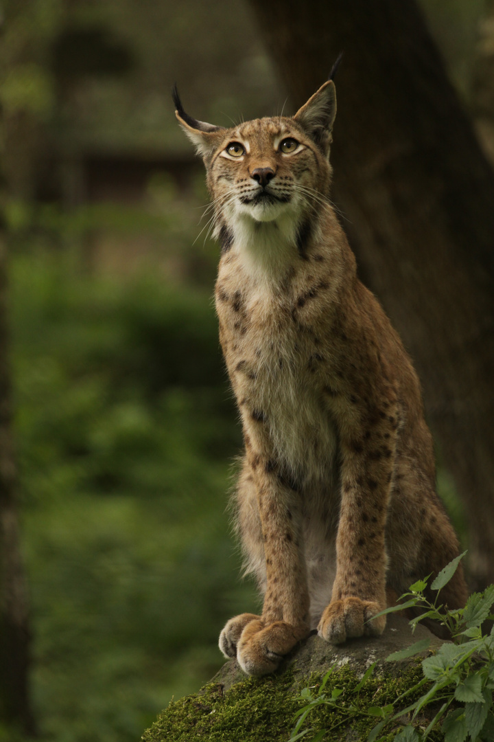 Luchs