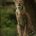 Luchs