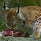 Luchs