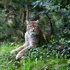 Luchs