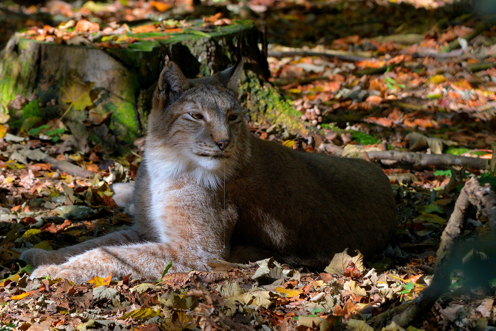 Luchs