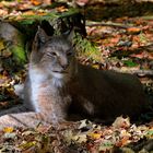 Luchs