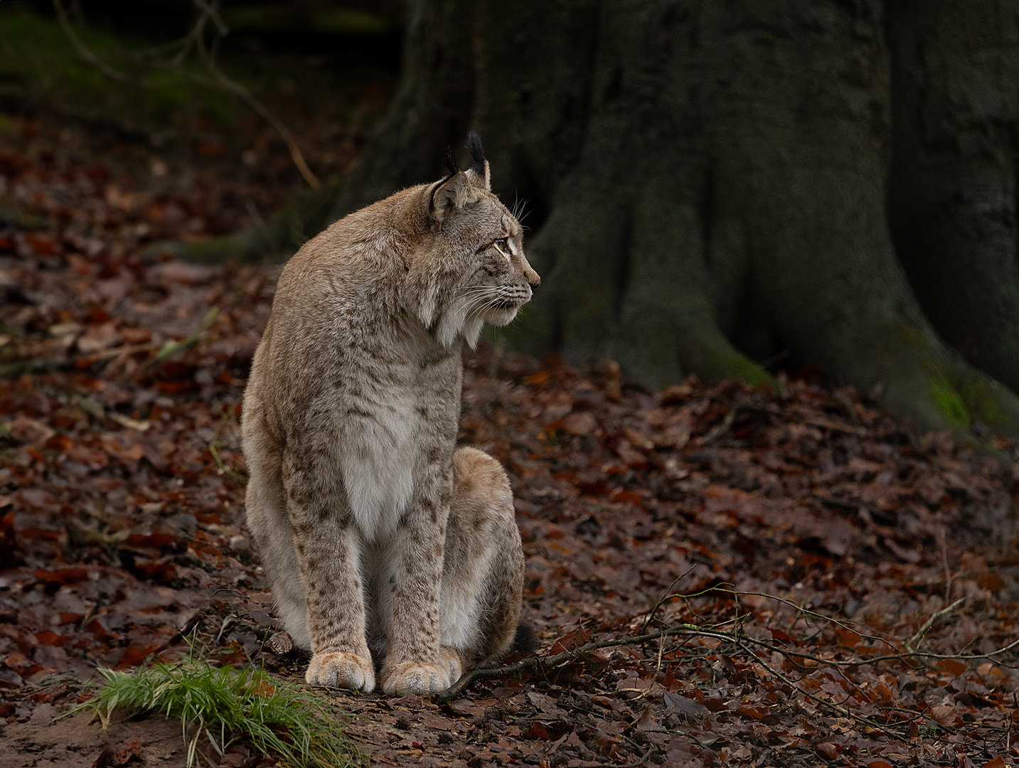 Luchs