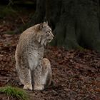 Luchs