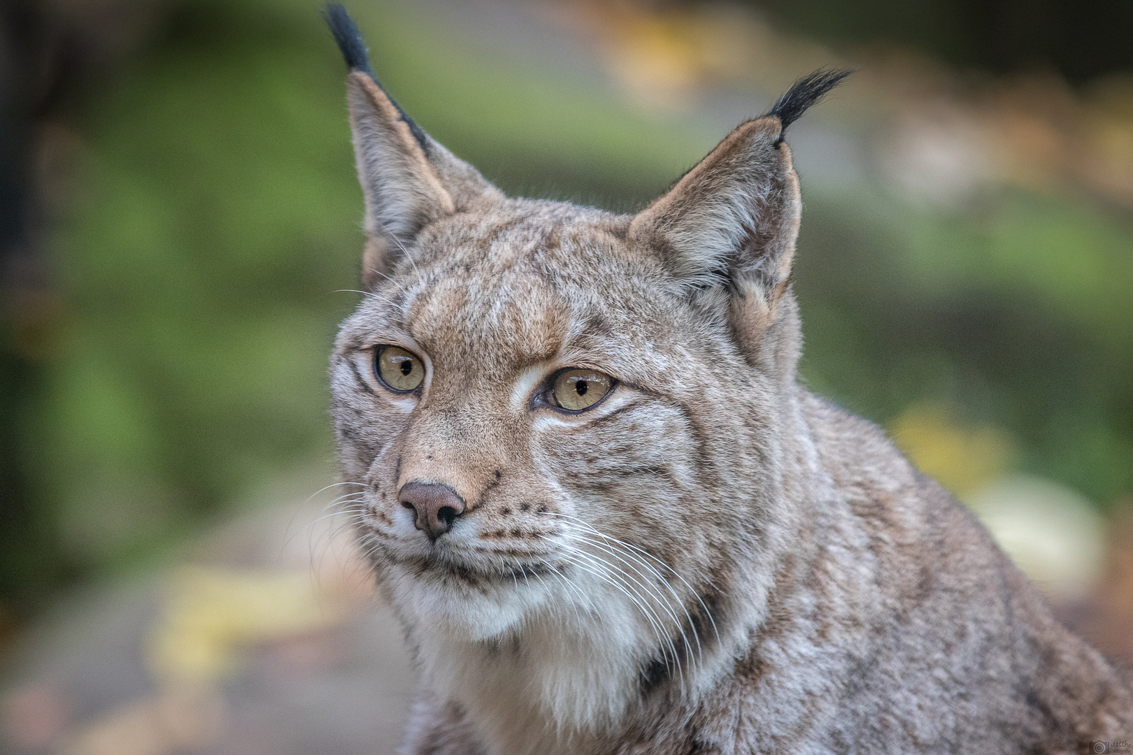 Luchs