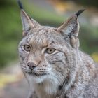 Luchs