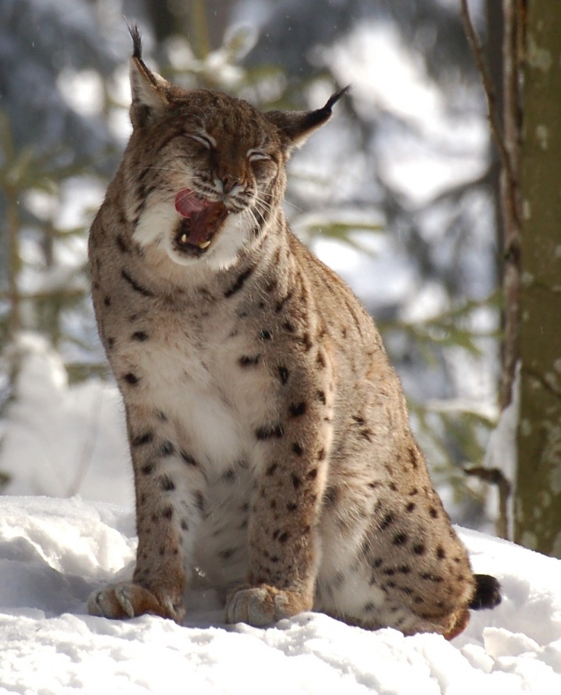 Luchs