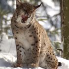 Luchs