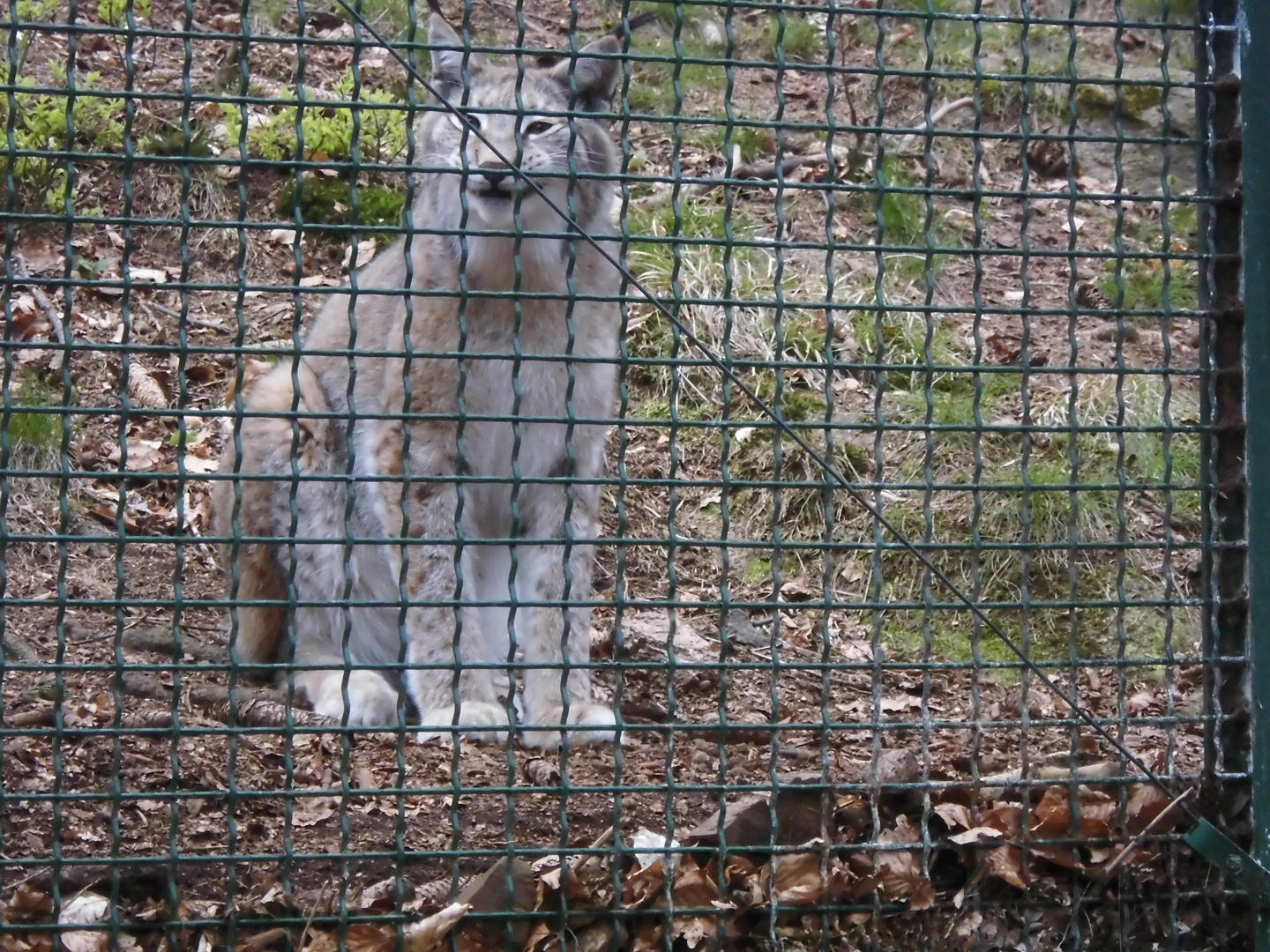 Luchs 