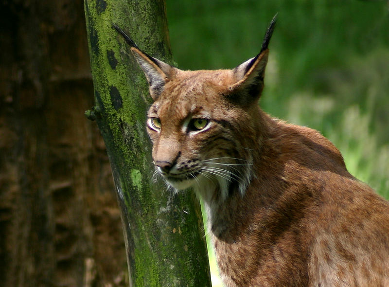 Luchs