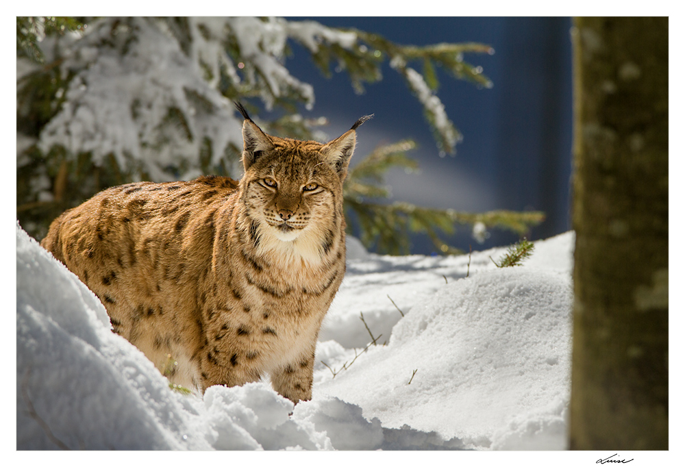 Luchs