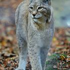 Luchs