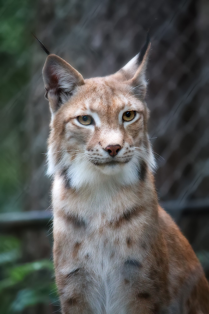 Luchs