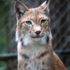 Luchs