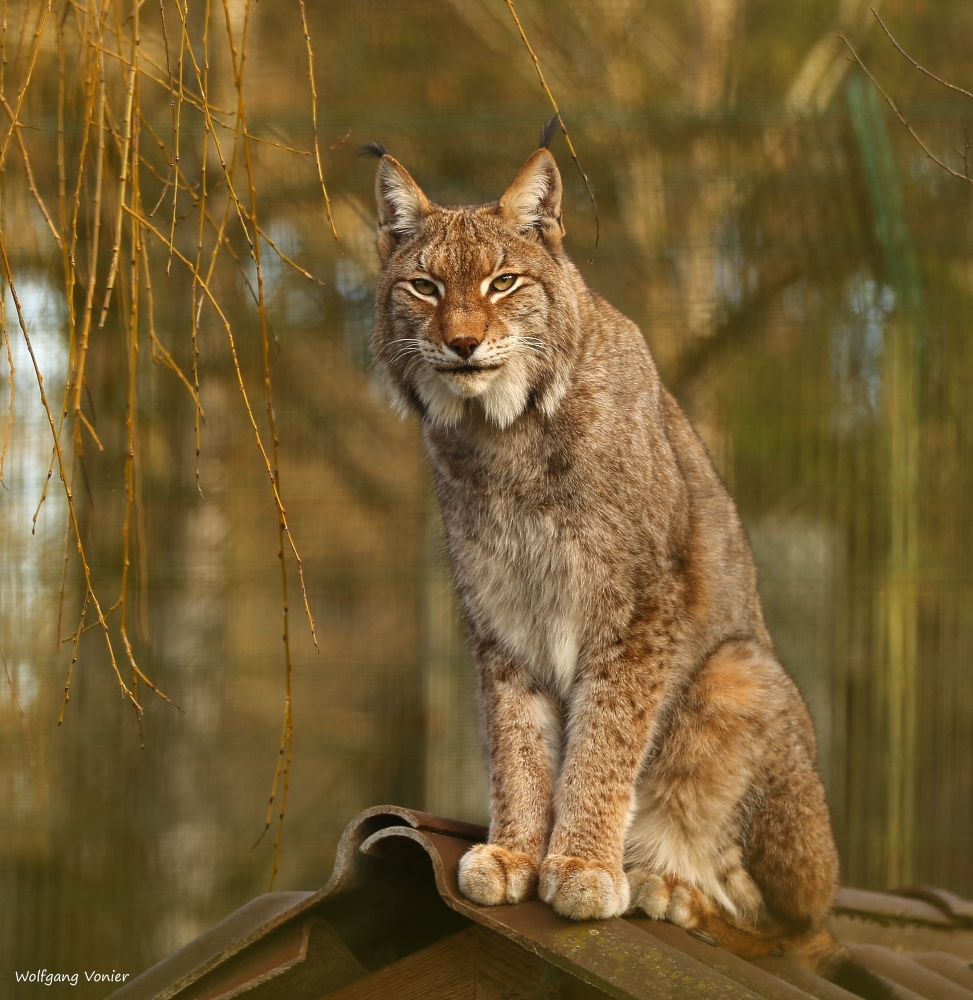 Luchs