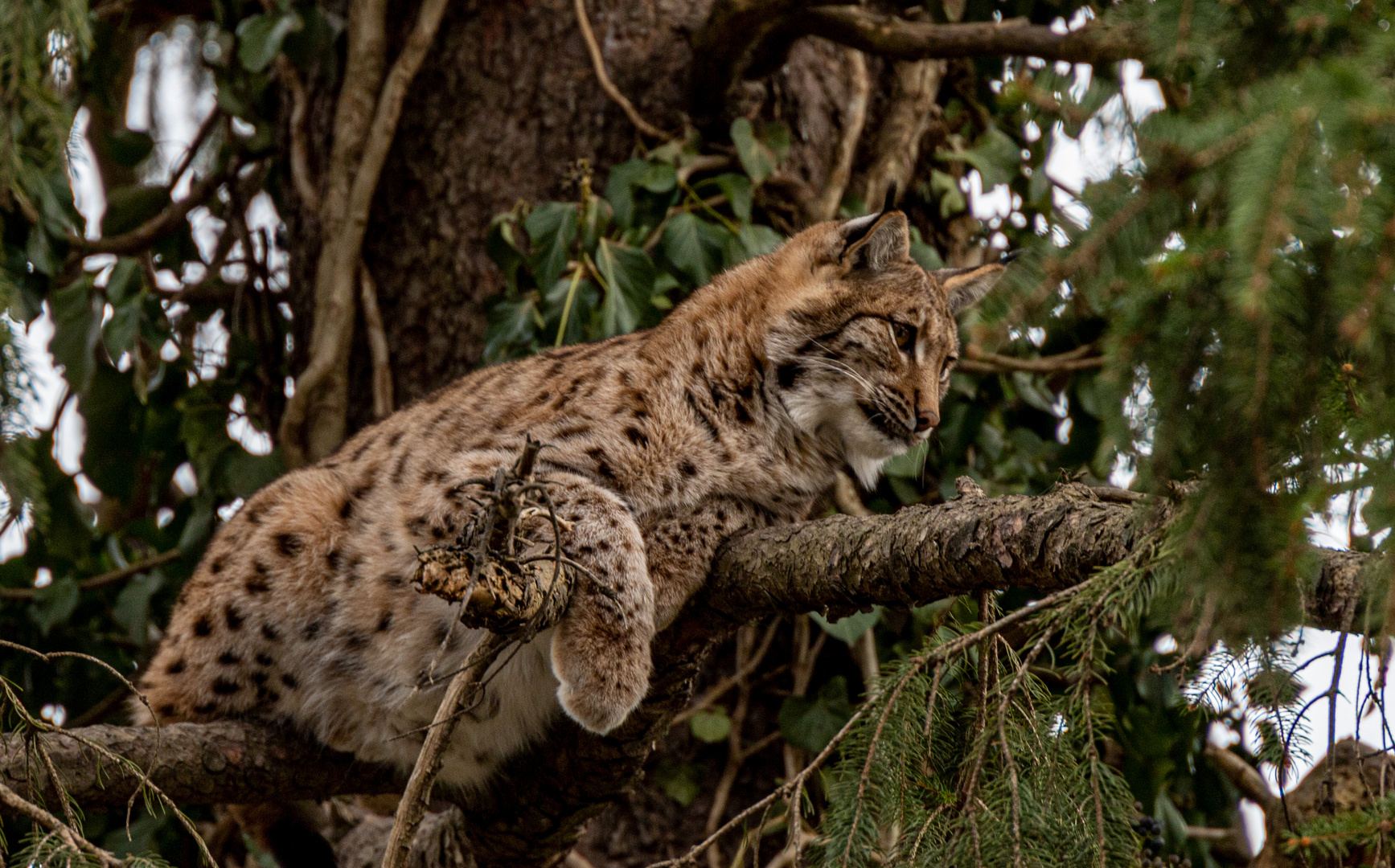 Luchs