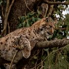 Luchs