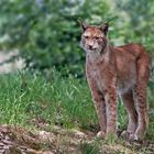 Luchs