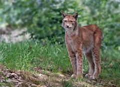 Luchs