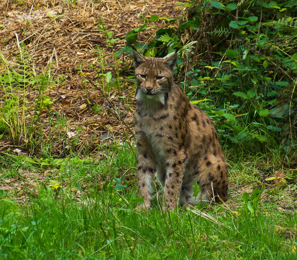 Luchs