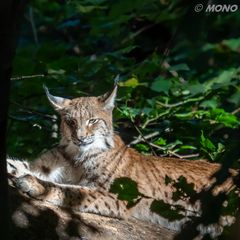 Luchs