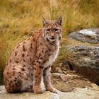 Luchs