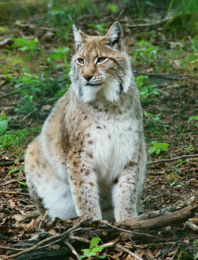 Luchs