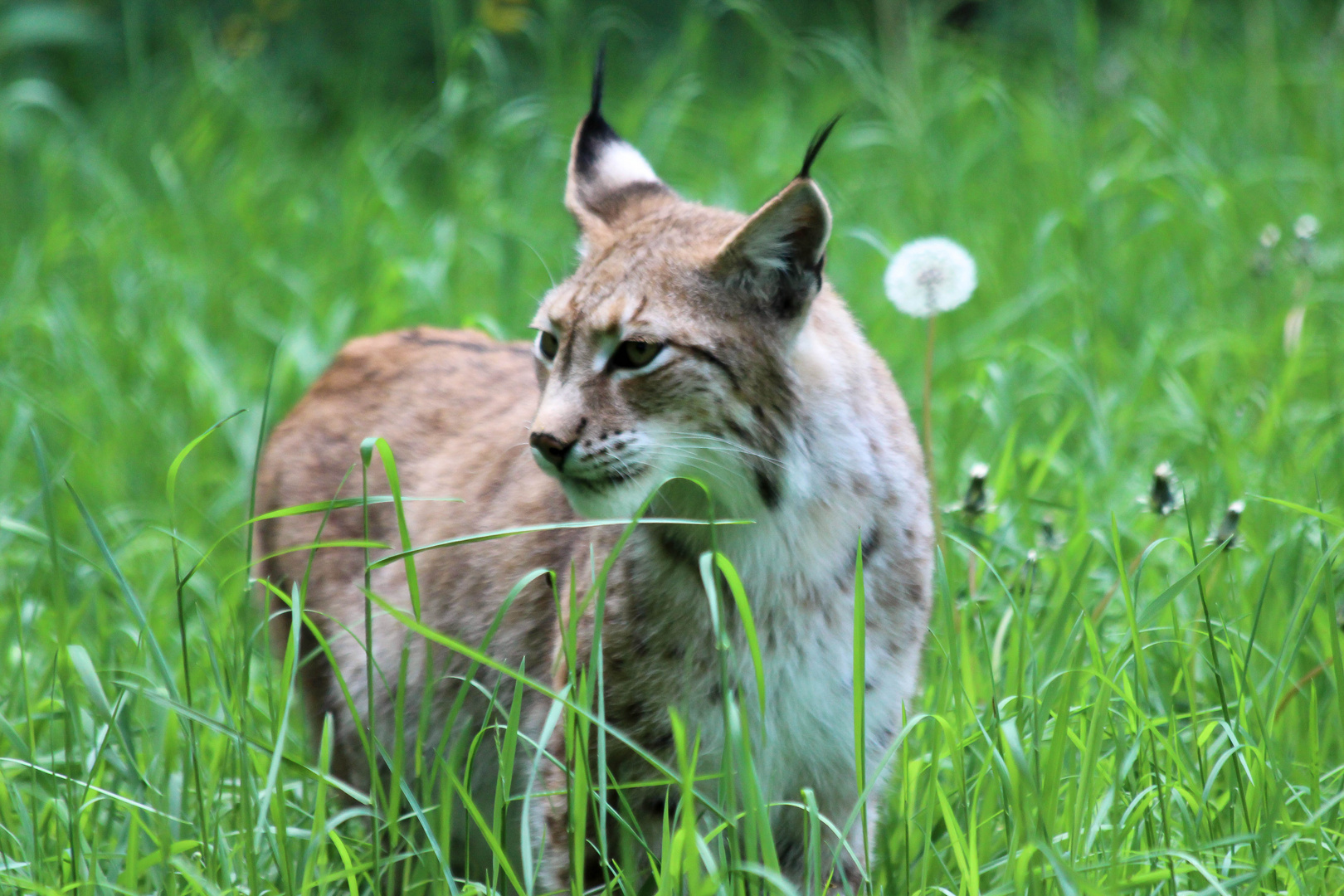 Luchs 