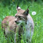 Luchs 