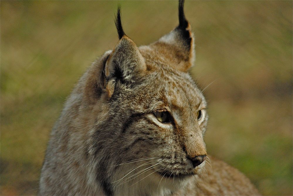 luchs by audiorama 