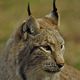 luchs