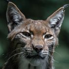 Luchs