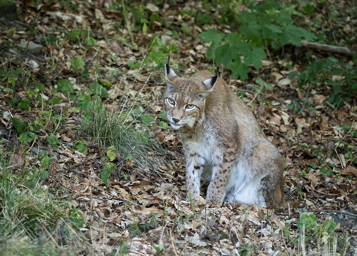 Luchs 