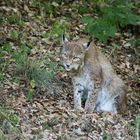 Luchs 