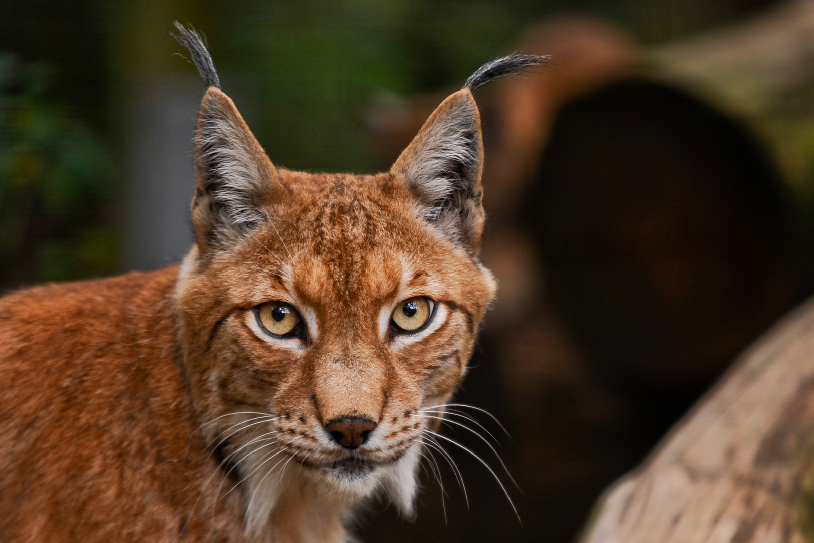 Luchs