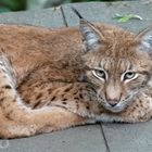 Luchs