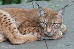 Luchs