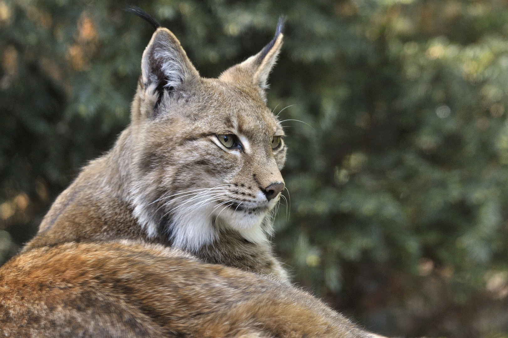 Luchs