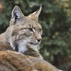 Luchs