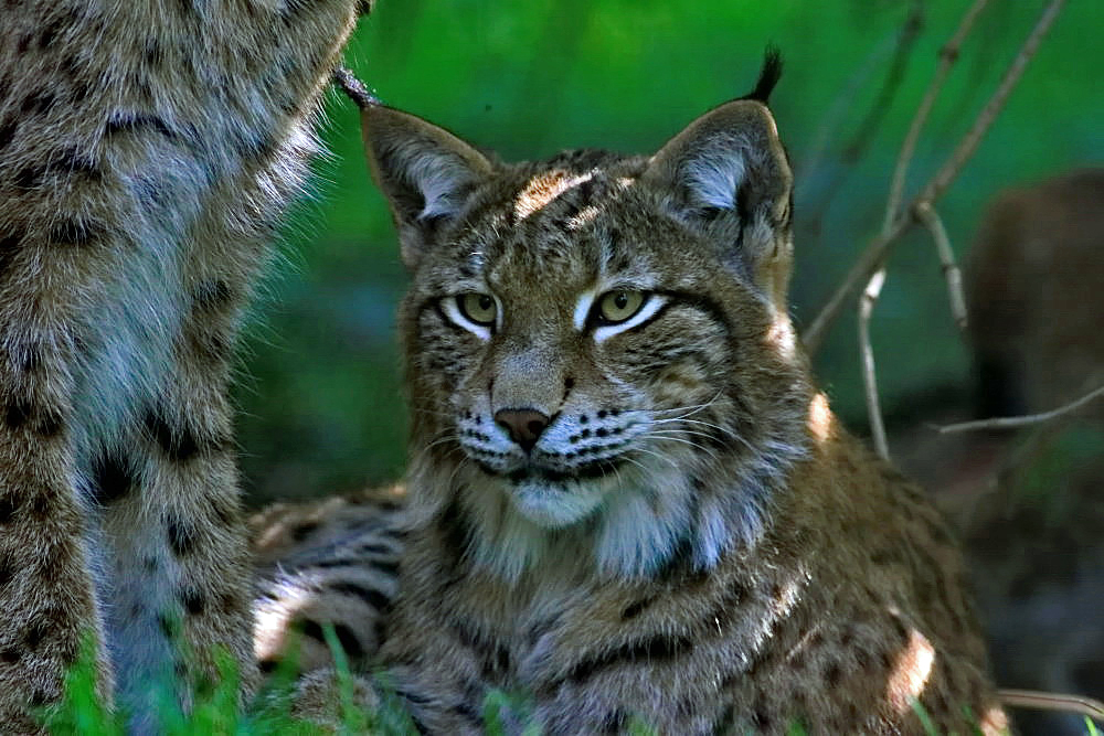 Luchs