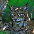 Luchs